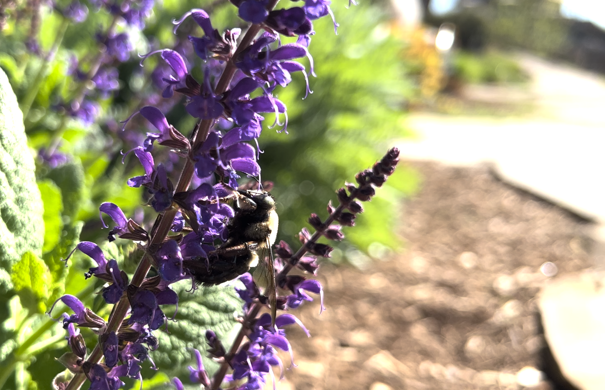 Screenshot 2023-08-03 at 12.56.38 PM A bee is seen collecting nectar from purple flowers in a garden on a sunny day.